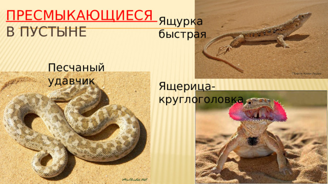 Пресмыкающиеся  в пустыне Ящурка быстрая Песчаный удавчик Ящерица-круглоголовка 