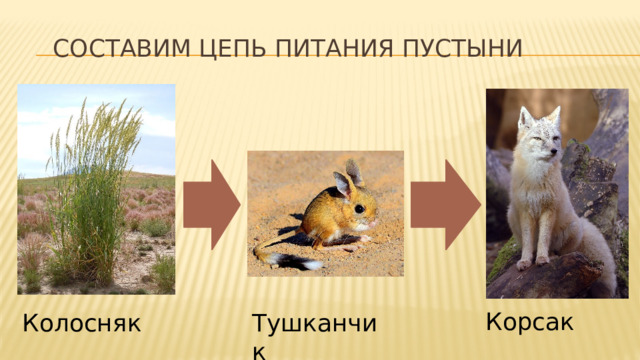 Составим цепь питания пустыни   Корсак Колосняк Тушканчик 