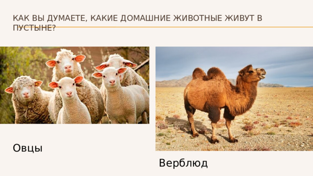 Как вы думаете, какие домашние животные живут в пустыне? Овцы Верблюд 