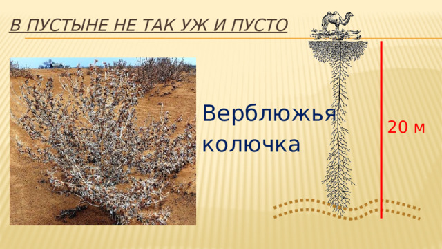 В пустыне не так уж и пусто Верблюжья колючка 20 м 