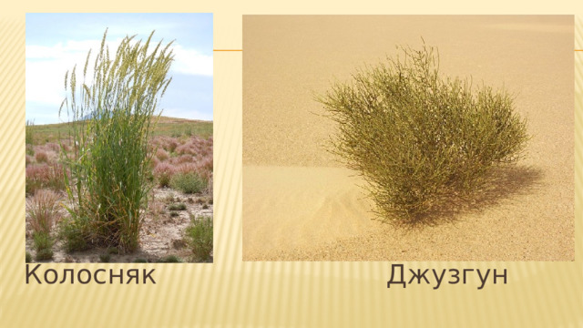 Колосняк Джузгун 