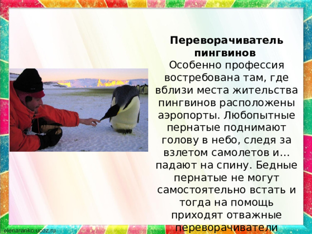 Переворачиватель пингвинов Особенно профессия востребована там, где вблизи места жительства пингвинов расположены аэропорты. Любопытные пернатые поднимают голову в небо, следя за взлетом самолетов и… падают на спину. Бедные пернатые не могут самостоятельно встать и тогда на помощь приходят отважные переворачиватели пингвинов 