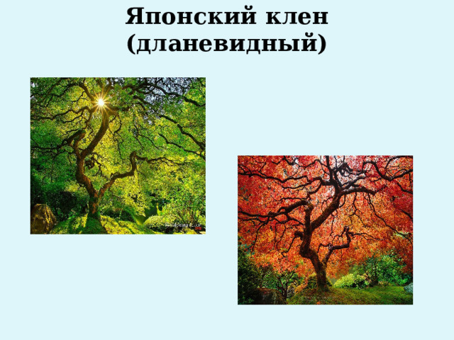 Японский клен (дланевидный)    