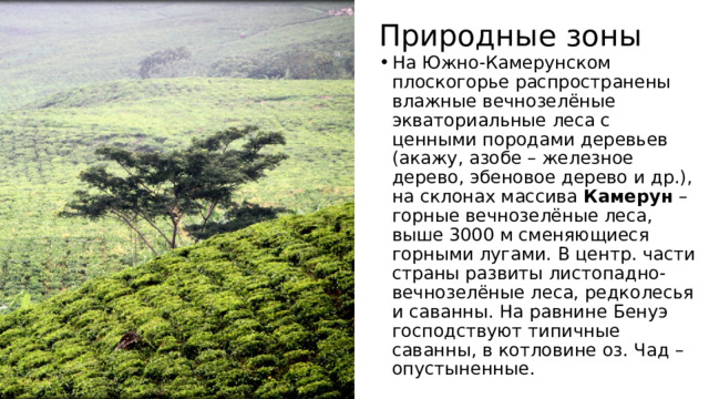 Природные зоны На Южно-Камерунском плоскогорье распространены влажные вечнозелёные экваториальные леса с ценными породами деревьев (акажу, азобе – железное дерево, эбеновое дерево и др.), на склонах массива  Камерун  – горные вечнозелёные леса, выше 3000 м сменяющиеся горными лугами. В центр. части страны развиты листопадно-вечнозелёные леса, редколесья и саванны. На равнине Бенуэ господствуют типичные саванны, в котловине оз. Чад – опустыненные. 