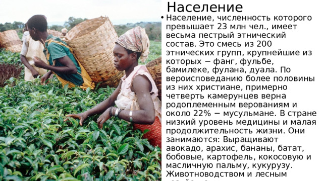 Население Население, численность которого превышает 23 млн чел., имеет весьма пестрый этнический состав. Это смесь из 200 этнических групп, крупнейшие из которых − фанг, фульбе, бамилеке, фулана, дуала. По вероисповеданию более половины из них христиане, примерно четверть камерунцев верна родоплеменным верованиям и около 22% − мусульмане. В стране низкий уровень медицины и малая продолжительность жизни. Они занимаются:  Выращивают авокадо, арахис, бананы, батат, бобовые, картофель, кокосовую и масличную пальму, кукурузу. Животноводством и лесным хозяйством. 