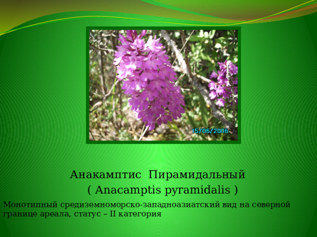 Анакамптис Пирамидальный ( Аnacamptis pyramidalis ) Монотипный средиземноморско-западноазиатский вид на северной границе ареала, статус – II категория 