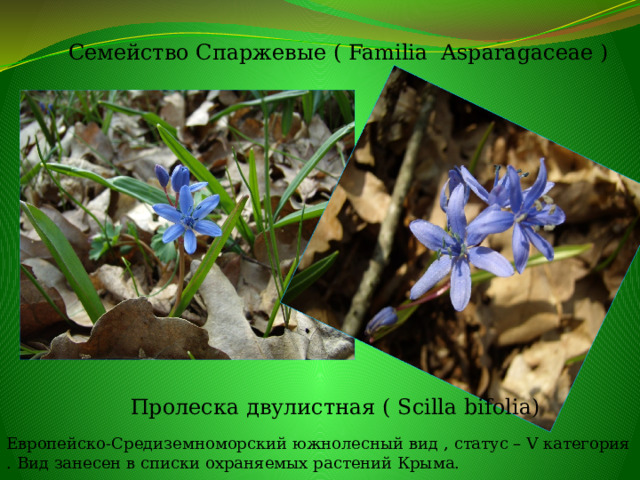 Семейство Спаржевые ( Familia Asparagaceae ) Пролеска двулистная ( Scilla bifolia) Европейско-Средиземноморский южнолесный вид , статус – V категория . Вид занесен в списки охраняемых растений Крыма.  