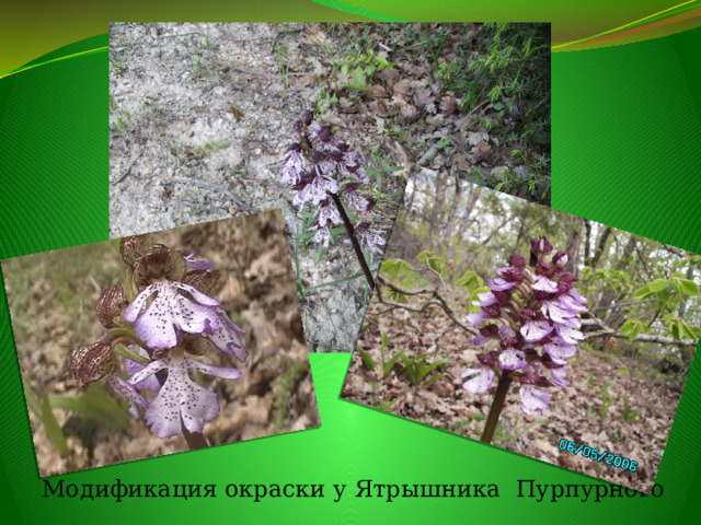  Модификация окраски у Ятрышника Пурпурного 