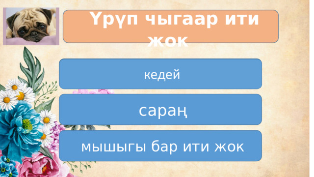 Үрүп чыгаар ити жок  кедей  сараң  мышыгы бар ити жок 