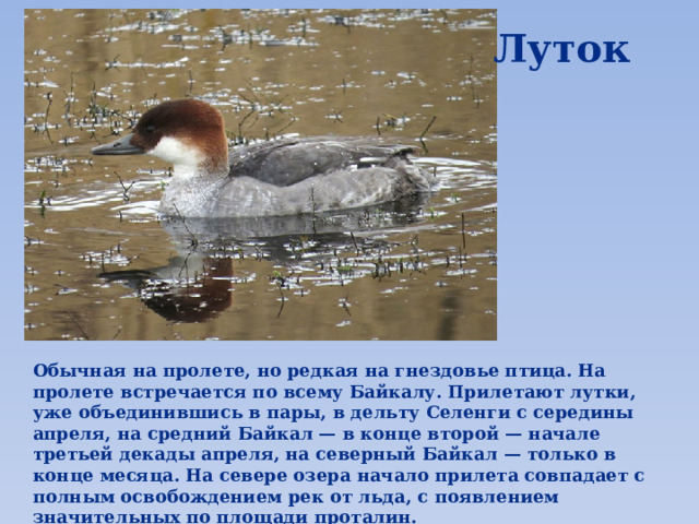 Луток Обычная на пролете, но редкая на гнездовье птица. На пролете встречается по всему Байкалу. Прилетают лутки, уже объединившись в пары, в дельту Селенги с середины апреля, на средний Байкал — в конце второй — начале третьей декады апреля, на северный Байкал — только в конце месяца. На севере озера начало прилета совпадает с полным освобождением рек от льда, с появлением значительных по площади проталин. 