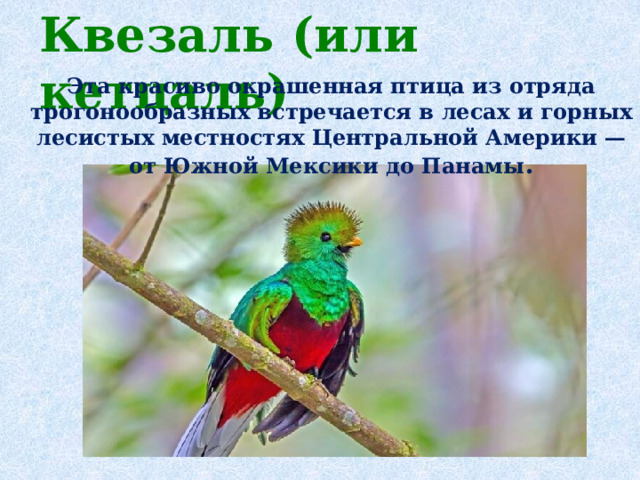 Квезаль (или кетцаль)    Эта красиво окрашенная птица из отряда трогонообразных встречается в лесах и горных лесистых местностях Центральной Америки — от Южной Мексики до Панамы .    