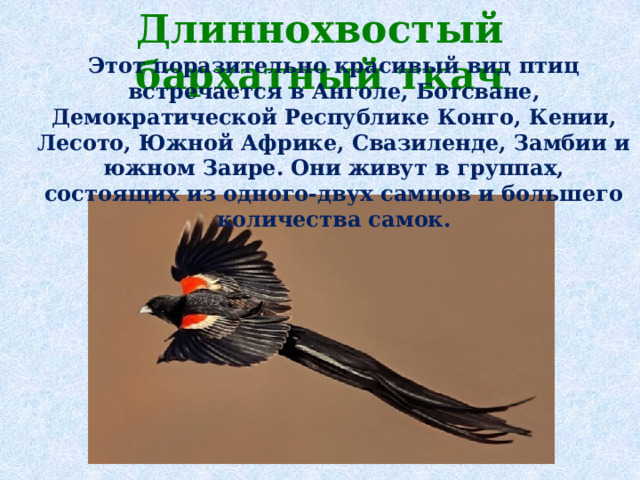 Длиннохвостый бархатный ткач    Этот поразительно красивый вид птиц встречается в Анголе, Ботсване, Демократической Республике Конго, Кении, Лесото, Южной Африке, Свазиленде, Замбии и южном Заире. Они живут в группах, состоящих из одного-двух самцов и большего количества самок.    
