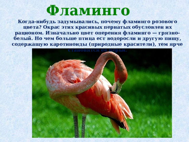 Фламинго    Когда-нибудь задумывались, почему фламинго розового цвета? Окрас этих красивых пернатых обусловлен их рационом. Изначально цвет оперения фламинго — грязно-белый. Но чем больше птица ест водоросли и другую пищу, содержащую каротиноиды (природные красители), тем ярче становятся ее перья. 