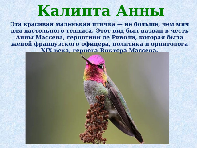 Калипта Анны    Эта красивая маленькая птичка — не больше, чем мяч для настольного тенниса. Этот вид был назван в честь Анны Массена, герцогини де Риволи, которая была женой французского офицера, политика и орнитолога XIX века, герцога Виктора Массена.    