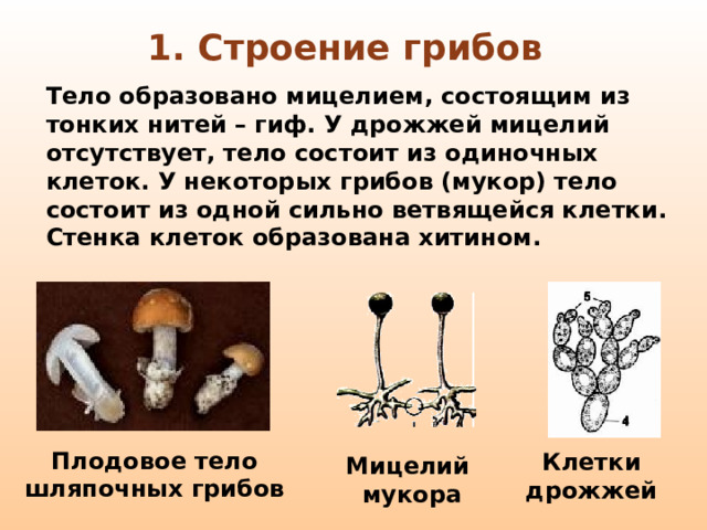 1. Строение грибов Тело образовано мицелием, состоящим из тонких нитей – гиф. У дрожжей мицелий отсутствует, тело состоит из одиночных клеток. У некоторых грибов (мукор) тело состоит из одной сильно ветвящейся клетки. Стенка клеток образована хитином. Плодовое тело шляпочных грибов Клетки дрожжей Мицелий мукора 