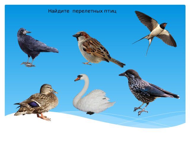 Найдите перелетных птиц 