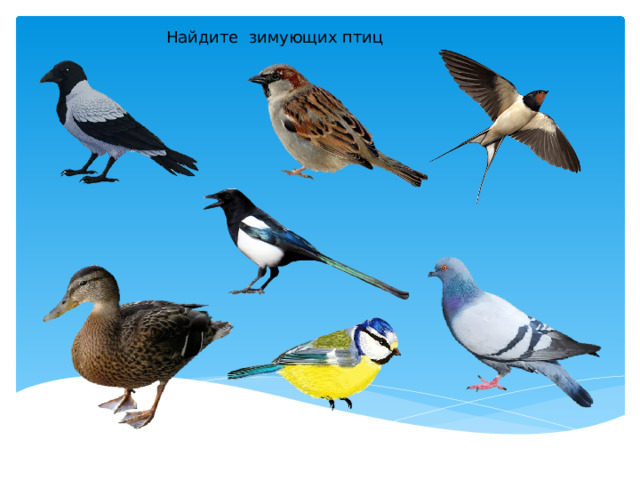 Найдите зимующих птиц 