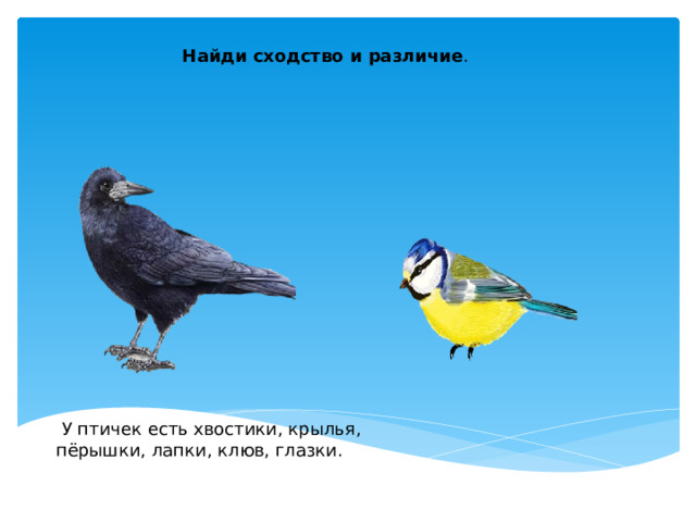 Найди сходство и различие .   У птичек есть хвостики, крылья, пёрышки, лапки, клюв, глазки. 