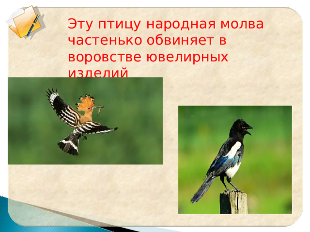 Эту птицу народная молва частенько обвиняет в воровстве ювелирных изделий 