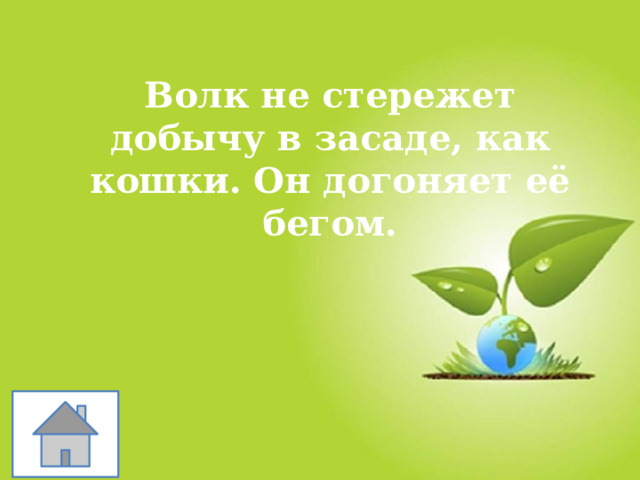 Волк не стережет добычу в засаде, как кошки. Он догоняет её бегом. 