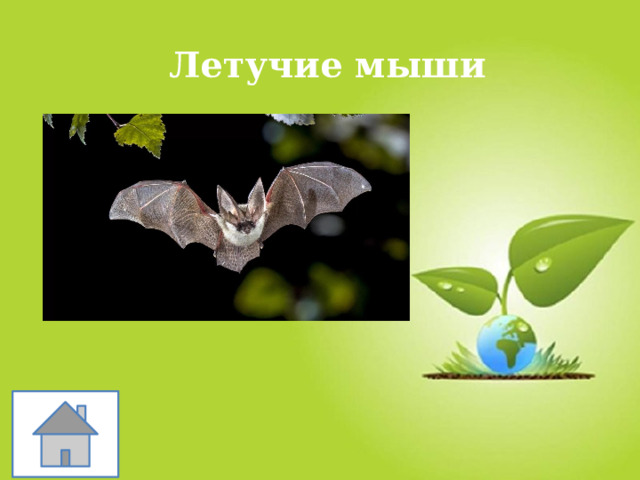 Летучие мыши 