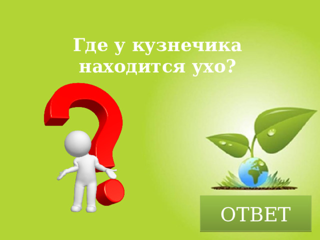 Где у кузнечика находится ухо? ОТВЕТ 