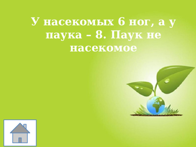 У насекомых 6 ног, а у паука – 8. Паук не насекомое 