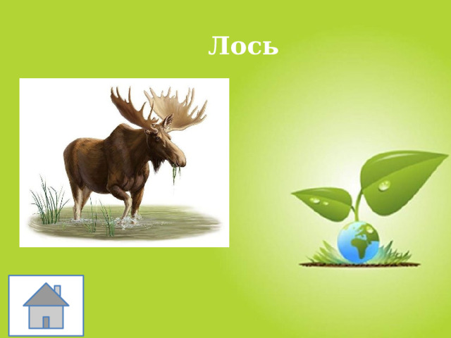 Лось 