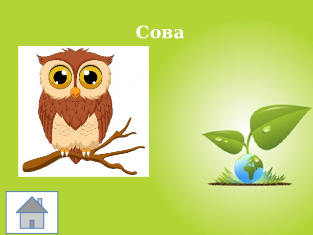 Сова 