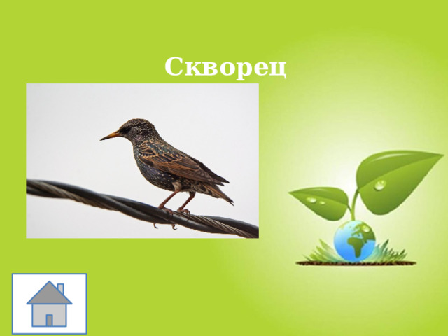 Скворец 