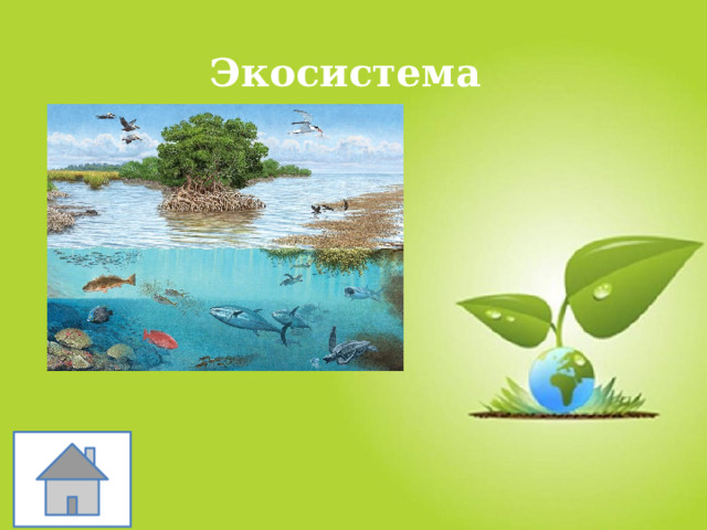 Экосистема 