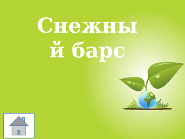 Снежный барс 