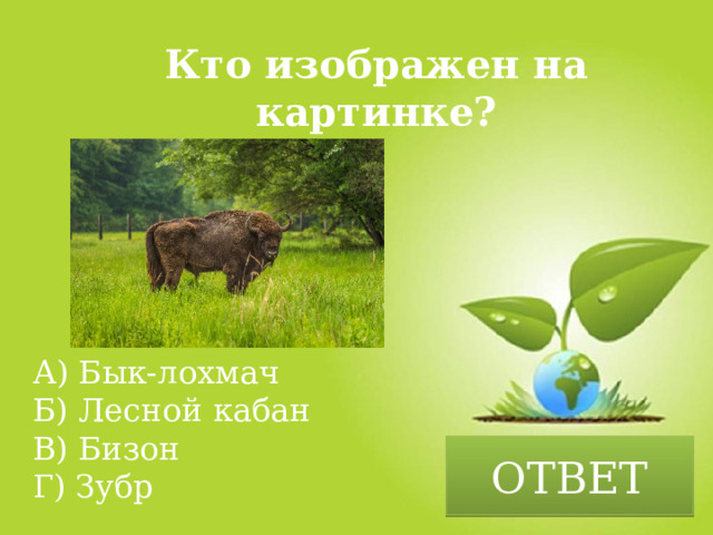 Кто изображен на картинке? А) Бык-лохмач Б) Лесной кабан В) Бизон Г) Зубр ОТВЕТ 
