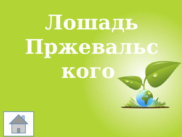 Лошадь Пржевальского 