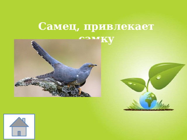 Самец, привлекает самку 