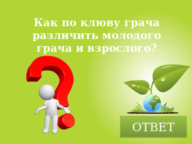 Как по клюву грача различить молодого грача и взрослого? ОТВЕТ 