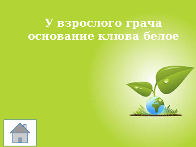 У взрослого грача основание клюва белое 