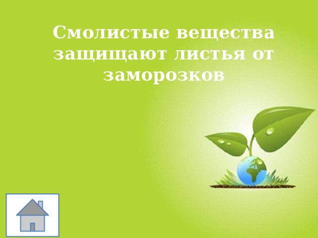 Смолистые вещества защищают листья от заморозков 