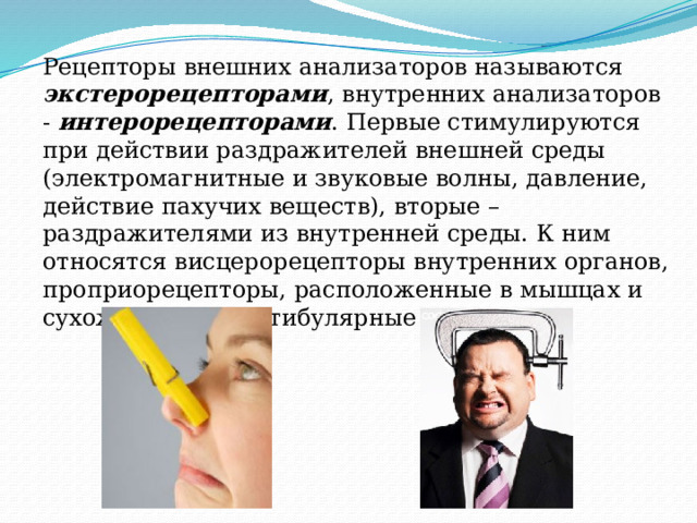 Рецепторы внешних анализаторов называются экстерорецепторами , внутренних анализаторов - интерорецепторами . Первые стимулируются при действии раздражителей внешней среды (электромагнитные и звуковые волны, давление, действие пахучих веществ), вторые – раздражителями из внутренней среды. К ним относятся висцерорецепторы внутренних органов, проприорецепторы, расположенные в мышцах и сухожилиях, и вестибулярные рецепторы. 