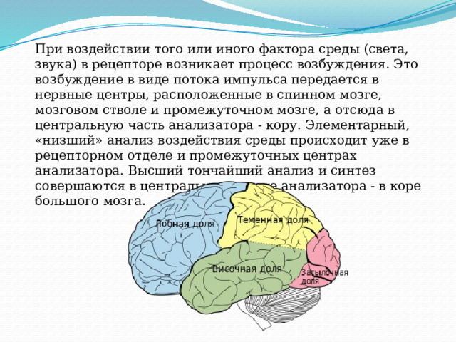 При воздействии того или иного фактора среды (света, звука) в рецепторе возникает процесс возбуждения. Это возбуждение в виде потока импульса передается в нервные центры, расположенные в спинном мозге, мозговом стволе и промежуточном мозге, а отсюда в центральную часть анализатора - кору. Элементарный, «низший» анализ воздействия среды происходит уже в рецепторном отделе и промежуточных центрах анализатора. Высший тончайший анализ и синтез совершаются в центральном отделе анализатора - в коре большого мозга. 
