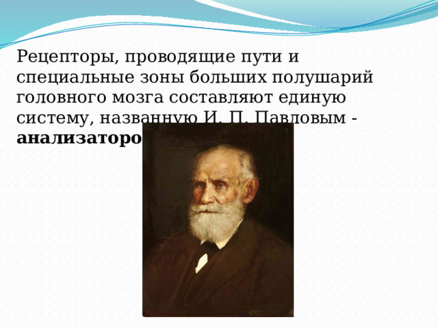 Рецепторы, проводящие пути и специальные зоны больших полушарий головного мозга составляют единую систему, названную И. П. Павловым - анализатором. 