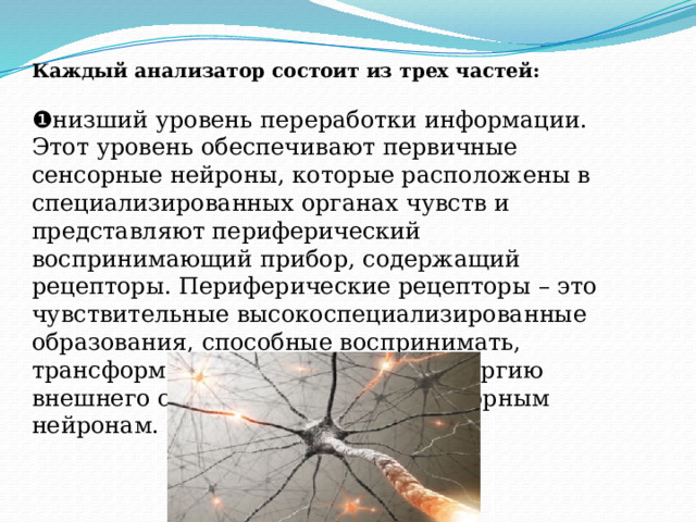 Каждый анализатор состоит из трех частей:  ❶ низший уровень переработки информации. Этот уровень обеспечивают первичные сенсорные нейроны, которые расположены в специализированных органах чувств и представляют периферический воспринимающий прибор, содержащий рецепторы. Периферические рецепторы – это чувствительные высокоспециализированные образования, способные воспринимать, трансформировать и передавать энергию внешнего стимула первичным сенсорным нейронам. 