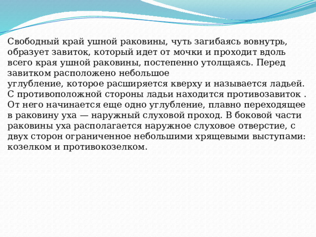 Свободный край ушной раковины, чуть загибаясь вовнутрь, образует завиток, который идет от мочки и проходит вдоль всего края ушной раковины, постепенно утолщаясь. Перед завитком расположено небольшое углубление, которое расширяется кверху и называется ладьей. С противоположной стороны ладьи находится противозавиток . От него начинается еще одно углубление, плавно переходящее в раковину уха — наружный слуховой проход. В боковой части раковины уха располагается наружное слуховое отверстие, с двух сторон ограниченное небольшими хрящевыми выступами: козелком и противокозелком. 