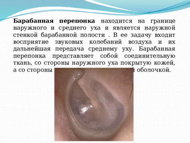 Барабанная перепонка находится на границе наружного и среднего уха и является наружной стенкой барабанной полости . В ее задачу входит восприятие звуковых колебаний воздуха и их дальнейшая передача среднему уху. Барабанная перепонка представляет собой соединительную ткань, со стороны наружного уха покрытую кожей, а со стороны среднего уха — слизистой оболочкой. 