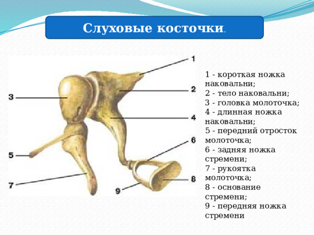 Слуховые косточки .   1 - короткая ножка наковальни;  2 - тело наковальни;  3 - головка молоточка;  4 - длинная ножка наковальни;  5 - передний отросток молоточка;  6 - задняя ножка стремени;  7 - рукоятка молоточка;  8 - основание стремени;  9 - передняя ножка стремени 