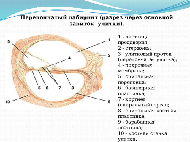Перепончатый лабиринт ( разрез через основной завиток улитки). 1 - лестница преддверия;  2 - стержень;  3 - улитковый проток (перепончатая улитка);  4 - покровная мембрана;  5 - спиральная перепонка;  6 - базилярная пластинка;  7 - кортиев (спиральный) орган;  8 - спиральная костная пластинка;  9 - барабанная лестница;  10 - костная стенка улитки. 