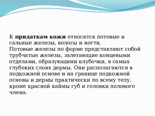 К придаткам кожи относятся потовые и сальные железы, волосы и ногти. Потовые железы по форме представляют собой трубчатые железы, залегающие концевыми отделами, образующими клубочки, в самых глубоких слоях дермы. Они располагаются в подкожной основе и на границе подкожной основы и дермы практически по всему телу, кроме красной каймы губ и головки полового члена. 