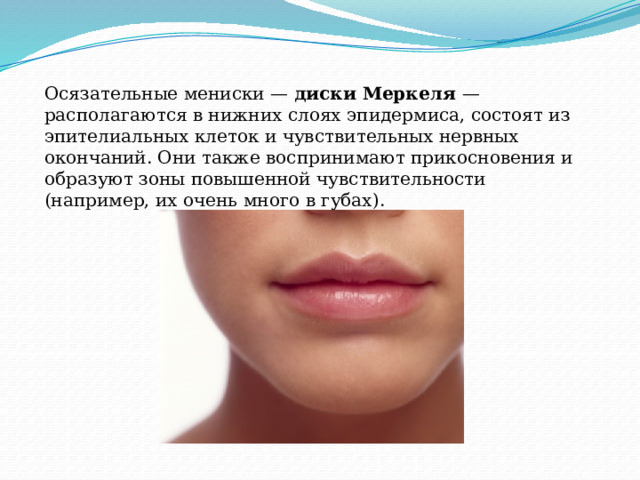 Осязательные мениски — диски Меркеля — располагаются в нижних слоях эпидермиса, состоят из эпителиальных клеток и чувствительных нервных окончаний. Они также воспринимают прикосновения и образуют зоны повышенной чувствительности (например, их очень много в губах). 