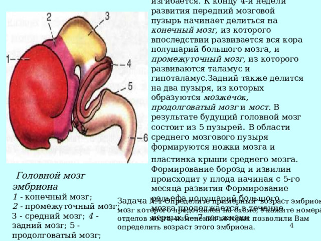 . Благодаря усиленному продольному росту нервная трубка изгибается.  К концу 4-й недели развития передний мозговой пузырь начинает делиться на конечный мозг, из которого впоследствии развивается вся кора полушарий большого мозга, и промежуточный мозг, из которого развиваются таламус и гипоталамус.Задний также делится на два пузыря, из которых образуются мозжечок, продолговатый мозг и мост. В результате будущий головной мозг состоит из 5 пузырей . В области среднего мозгового пузыря формируются ножки мозга и пластинка крыши среднего мозга.  Формирование борозд и извилин происходит у плода начиная с 5-го месяца развития Формирование рельефа полушарий большого мозга про­должается в течение первых 6—7 лет жизни  Головной мозг эмбриона 1 - конечный мозг; 2 - промежуточный мозг; 3 - средний мозг; 4 - задний мозг; 5 - продолговатый мозг; 6 - спинной мозг . Задача №4 -Определите примерный возраст эмбриона, мозг которого представлен на схеме; Укажите номера отделов мозга, изменения которых позволили Вам определить возраст этого эмбриона.  