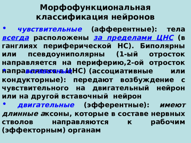 Морфофункциональная классификация нейронов  чувствительные (афферентные):  тела всегда расположены за пределами ЦНС (в ганглиях периферической НС). Биполярны или псевдоуниполярны (1-ый отросток направляется на периферию,2-ой отросток направляется в ЦНС)  вставочные (ассоциативные или кондукторные):  передают возбуждение с чувствительного на двигательный нейрон или на другой вставочный нейрон  двигательные (эфферентные):  имеют длинные а ксоны, которые в составе нервных стволов направляются к рабочим (эффекторным) органам 